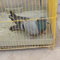 کبوتر|پرنده|نجف‌آباد, یزدانشهر|دیوار