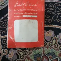 سگ پاپی|سگ|نجف‌آباد, کهریزسنگ|دیوار