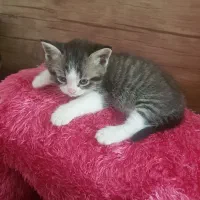 گربه ناز