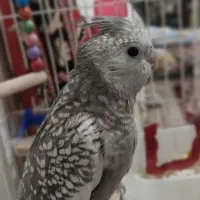 عروس هلندی ایزابلا|پرنده|مشهد, توس (بلوار توس)|دیوار