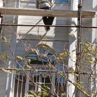 پیچ و رولپلاک