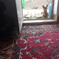 فوروش توله چهاماه پاکوتا