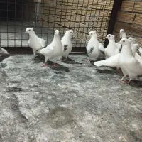 کبوتر کاکلی اصیل کرمانشاه