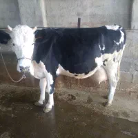فروش گاو درجه یک شکم اول با گوساله ماده|حیوانات مزرعه|جره و بالاده, |دیوار