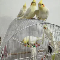 عروس هلندی لوتینو