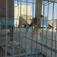 سهره قناری شاه تخم