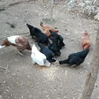 سلام مرغ و بوقلمون ب فروش می‌رسد|حیوانات مزرعه|مشهد, خرم آباد|دیوار