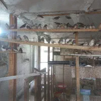 جوجه فنج نوک دو رنگ ۱۰ جفت