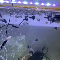 گوپی|ماهی|ماکو, |دیوار