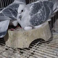 شامی|پرنده|نیشابور, کوی حسینی|دیوار