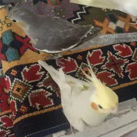 عروس هلندی گمشده با مژدگانی زیاد