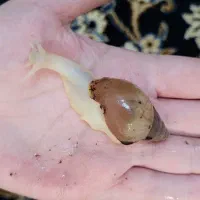 حلزون های کلاژن ساز