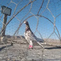 کبوتر|پرنده|شیروان (خراسان), |دیوار