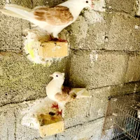 فروش دمی دوکت طوقی|پرنده|لامرد, |دیوار