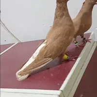 پرنده زرد دم سفید