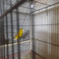 قناری نر سهره