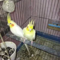 ملنگو،گرینجیگ،عروس مولدمعاوضه با متور سیکلت و نقره|پرنده|ارومیه, |دیوار