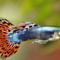 ماهی مولد گوپی