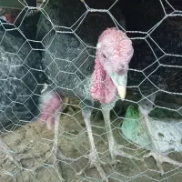 فروش بوقلمون|حیوانات مزرعه|بم, |دیوار