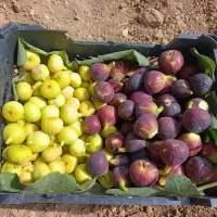 انجیر تر درجه یک