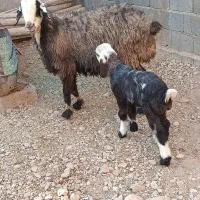 ۳ راس میش ترکی دوتا بره دار یکی ابستن