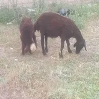 شیشک دو دندان با بره