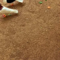 طوقی گمشده