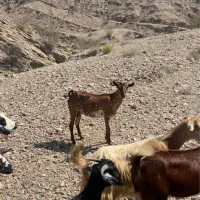 بزبربری فروشی|حیوانات مزرعه|بندرعباس, |دیوار