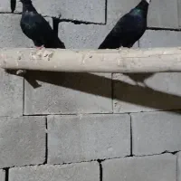 سیاه آبادانی