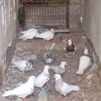 تماس جوابگو هستم|پرنده|بندر کنگان, |دیوار