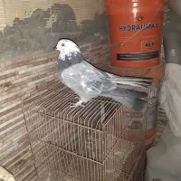 کبوتر سبز کله ماستی