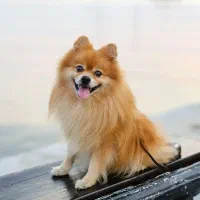 واگذاری قبول میکنم