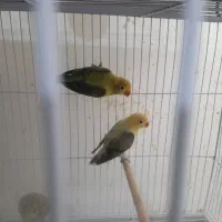 طوطی برزیلی