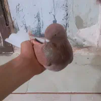 کبوتر