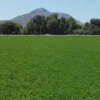 فروش زمین کشاورزی