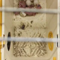 مرغ عشق رنگ خاص با جوجه|پرنده|قزوین, |دیوار