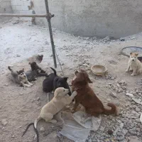 توله سگ های هاسکی|سگ|بستان آباد, |دیوار