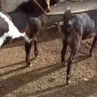 بز نربز|حیوانات مزرعه|مرزداران, |دیوار