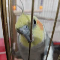 عروس هلندی نر 2سالشه
