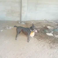 سگ ماده|سگ|میناب, |دیوار