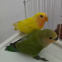 فروش طوطی برزیلی نروماده