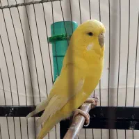 مرغ عشق انگلیسی  معاوضه با قناری