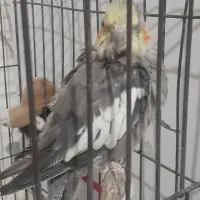 عروس هلندی  نروماده