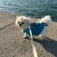 سگ شیتزو عروسکی|سگ|فیروزآباد (فارس), |دیوار