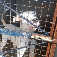 سگ داگو اصیل|سگ|کرج, گلشهر|دیوار