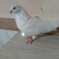 کبوتر|پرنده|آذرشهر, |دیوار