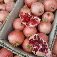 فروش انار عمده