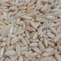 گندم بذری صدرا