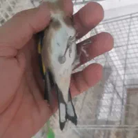 سهره و قناری خوشگل