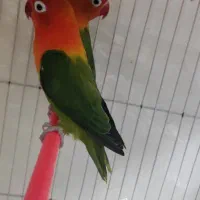 کوتوله معاوضه باماغ وخروس وبلدرچین